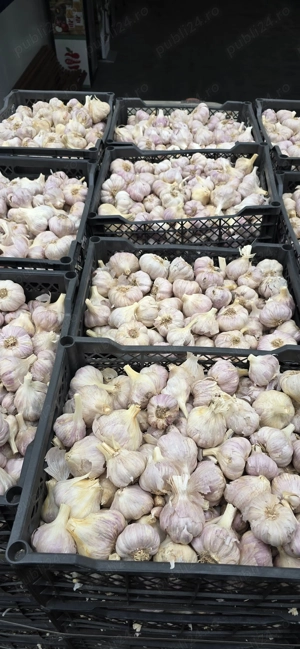 Usturoi roze,origine Egipt