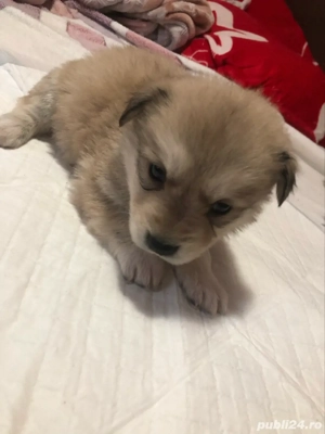 In cautarea unor case iubitoare!!