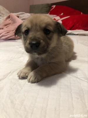 In cautarea unor case iubitoare!! - imagine 5