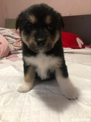 In cautarea unor case iubitoare!! - imagine 3