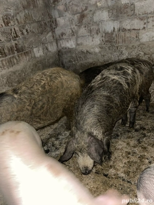 porci mangalita si de carne  - imagine 3