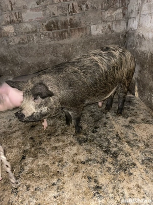 porci mangalita si de carne  - imagine 2