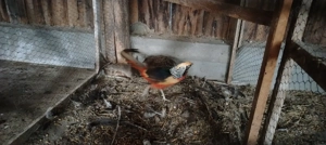 Fazani auriu pe rosu și tenebros 