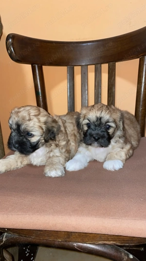 Bichon urgent !!!!  - imagine 2