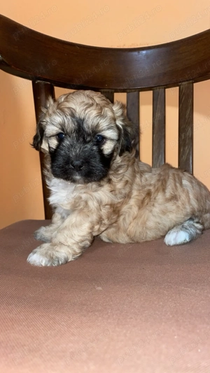 Bichon urgent !!!!  - imagine 4