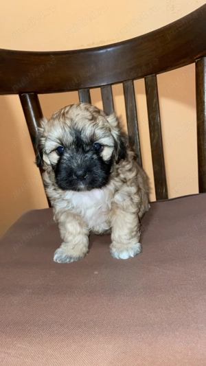 Bichon urgent !!!!  - imagine 3