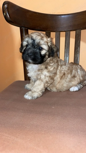 Bichon urgent !!!!  - imagine 5