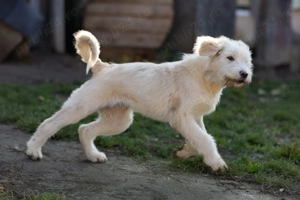 Pui Ciobanesc mioritic  - imagine 2