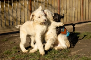 Pui Ciobanesc mioritic 