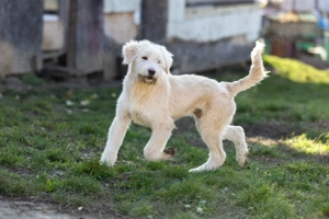 Pui Ciobanesc mioritic  - imagine 3