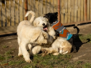 Pui Ciobanesc mioritic  - imagine 5