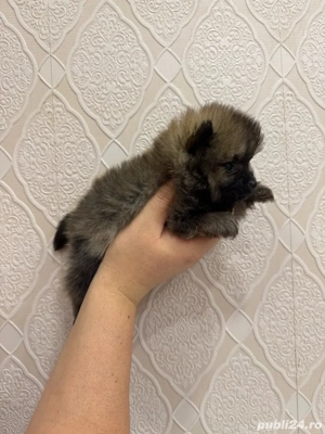 Pomeranian maro fetita  - imagine 4