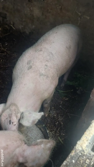 porci de rasa intre 70-90kg  - imagine 3