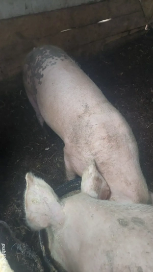 porci de rasa intre 70-90kg  - imagine 2