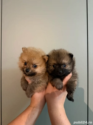 Pomeranian maro fetita 