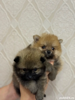 Pomeranian maro fetita  - imagine 4