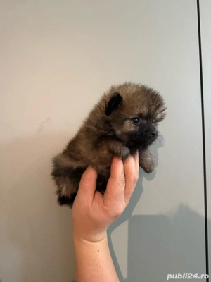 Pomeranian maro fetita  - imagine 2
