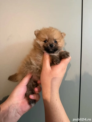 Pomeranian maro fetita  - imagine 3