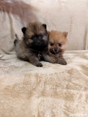 Pomeranian fetita 