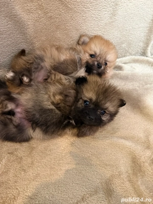 Pomeranian fetita  - imagine 2