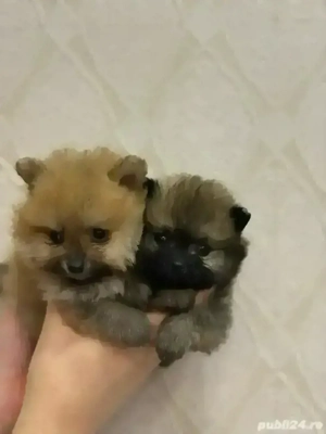Pomeranian fetita  - imagine 4