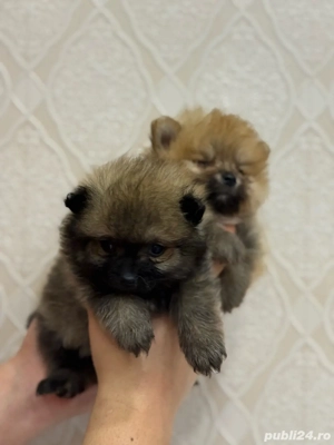Pomeranian fetita  - imagine 3