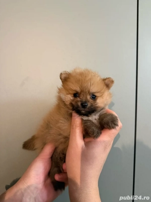Pomeranian fetita  - imagine 2