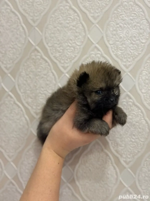 Pomeranian fetita  - imagine 3