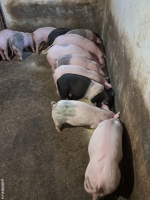 purcei (suldei) 10 săptămâni  - imagine 2