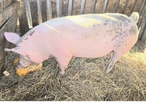 Porc  cresccut bio de vânzare