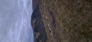 Vand 10 capre bune de lapte