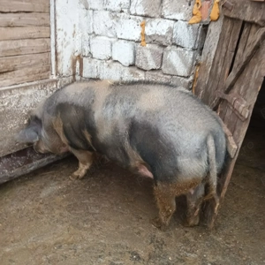 Vând porc de Crăciun - imagine 2