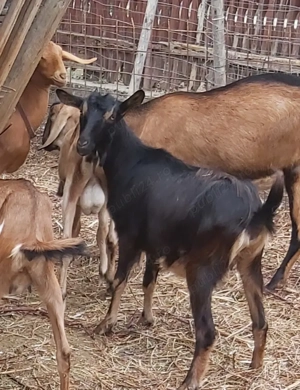 Capră Iadă de vânzare