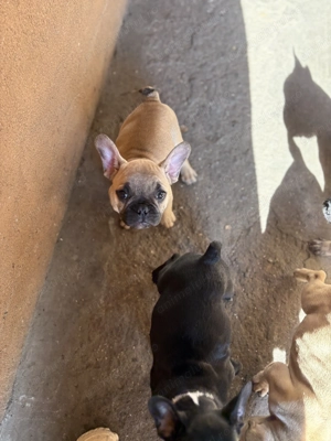 Buldog francez pereche - imagine 3