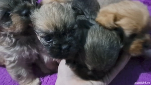 bichoni havanezi  - imagine 1