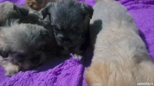 bichoni havanezi  - imagine 2