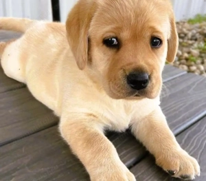 Labrador retreiver fetițe și băieți 