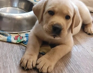 Labrador retreiver fetițe și băieți  - imagine 4