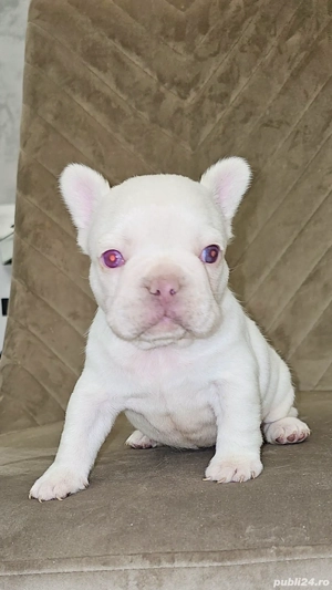 Bulldog Francez Platinum Pink