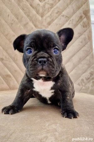 Bulldog Francez Negru Tigrat