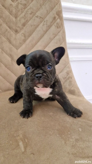 Bulldog Francez Negru Tigrat - imagine 3