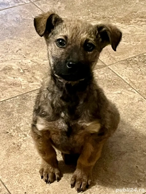 Dau cațeluș în vârstă de 4luni .