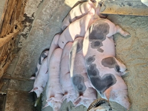 Vand 3 porci de tara,crescuți de mine