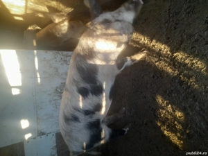 porc de vanzare - imagine 2