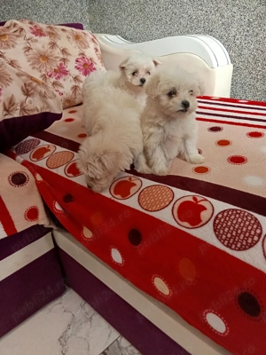 Bichon talie mică 