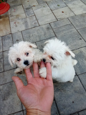 Bichon talie mică  - imagine 3