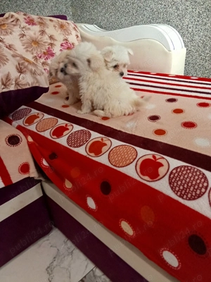 Bichon talie mică  - imagine 2