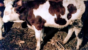 Vand tăuraș 300 kg