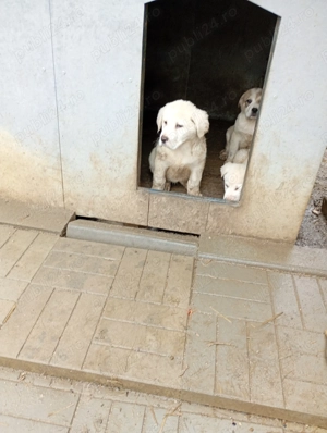 Vând căței de Asia Centrală  - imagine 4