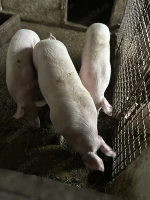 Grasuni 4 bucati deparazitati si castrati